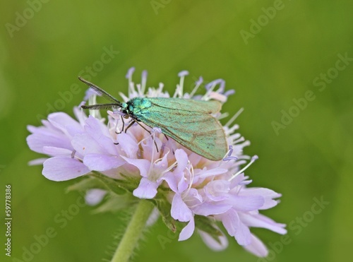 Sonnenröschen-Grünwidderchen (Adscita geryon) auf Witwenblume photo