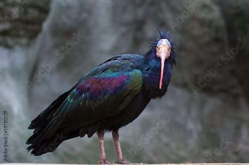 Northern Bald Ibis (Geronticus eremita) photo