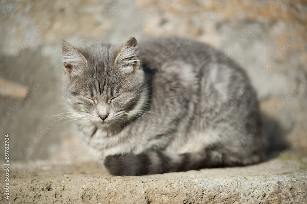 Cat among stone