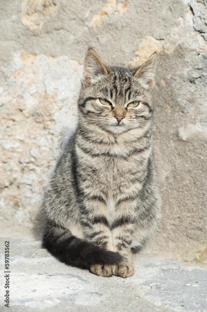 Cat among stone