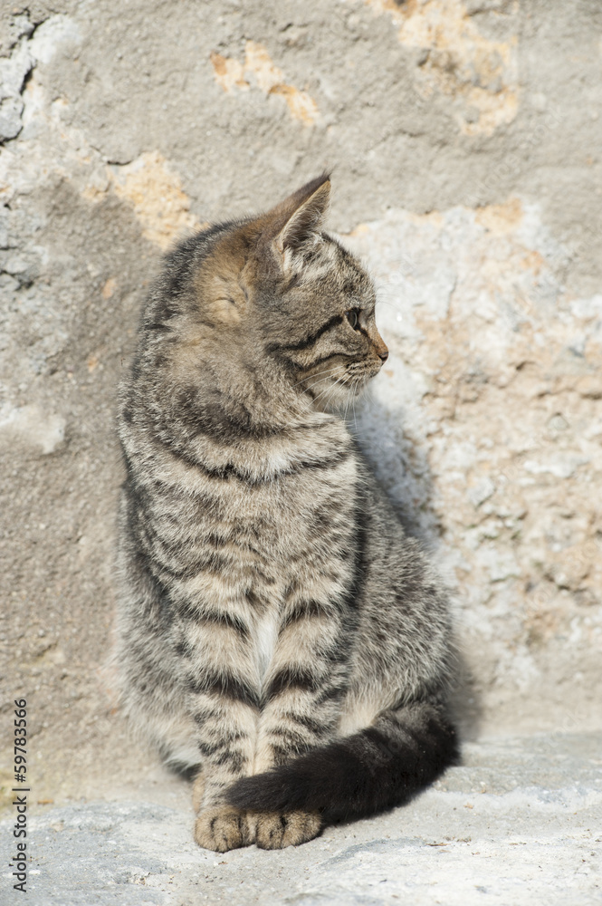 Obraz premium Cat among stone