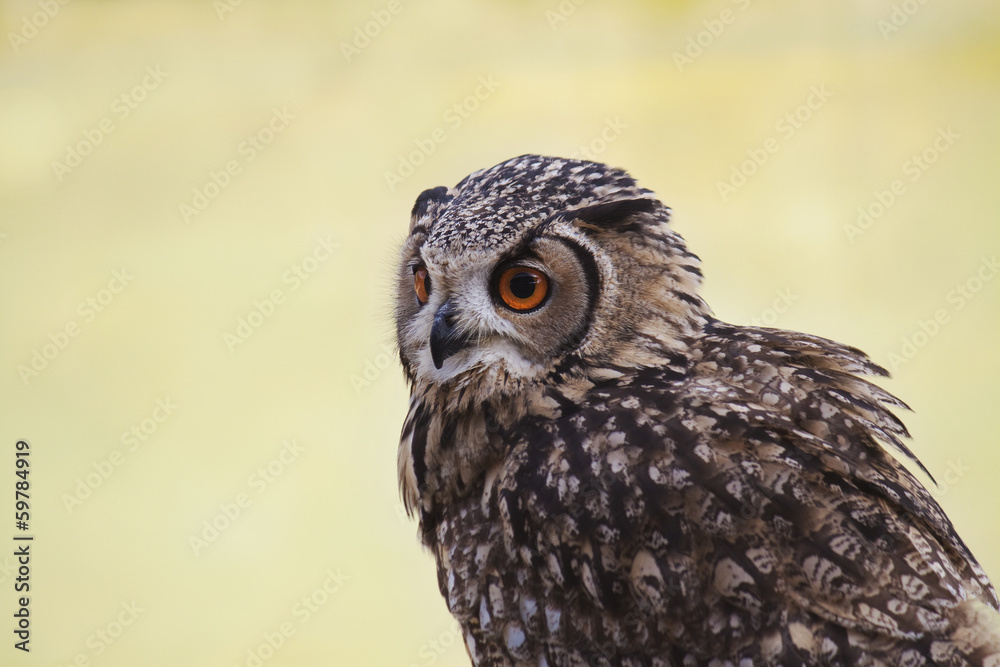 Owl portrait in nature