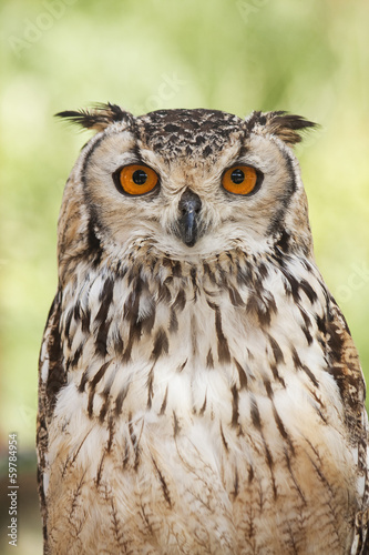 Owl portrait front in nature