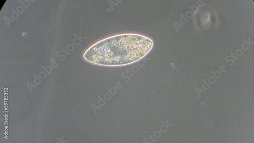 Live single-celled infusoria under microscope photo