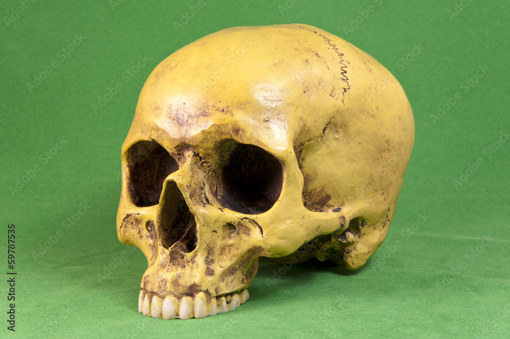 Obraz premium Schädel
