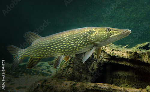 Underwater photo of a Northern Pike ( Esox Lucius ).