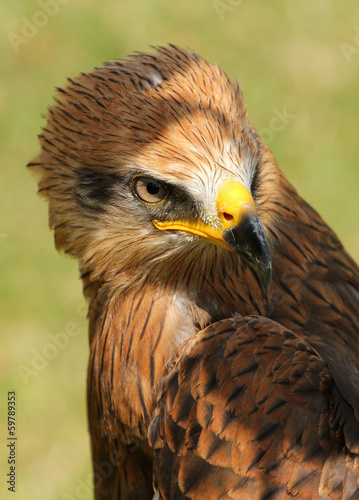 Raubvogel
