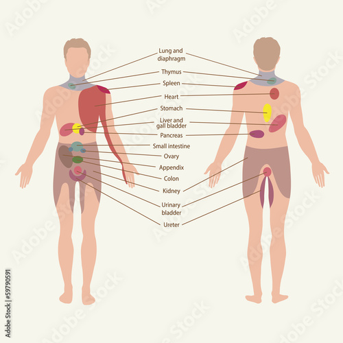 pain zones, organs points