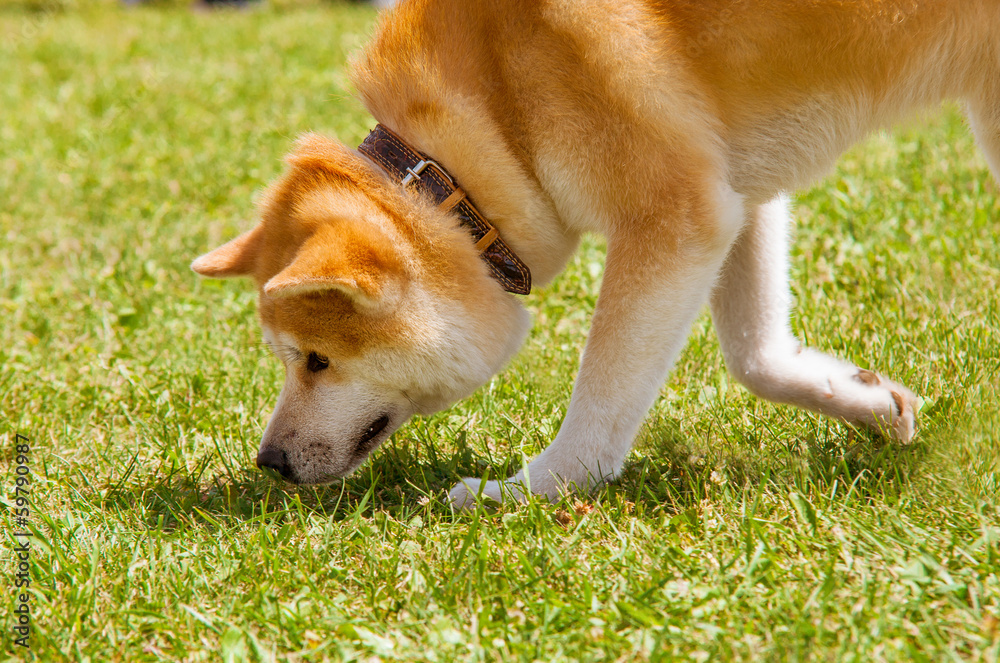 is a shiba inu a prey breed