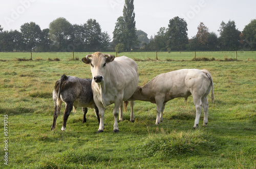 cow with calves
