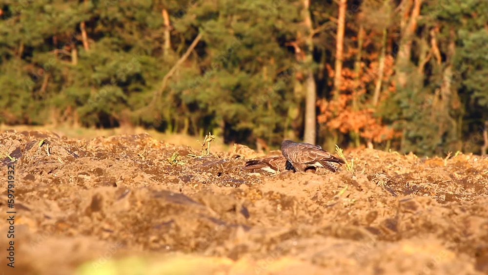 birds in their natural habitat, nature series birds in their natural habitat, nature series