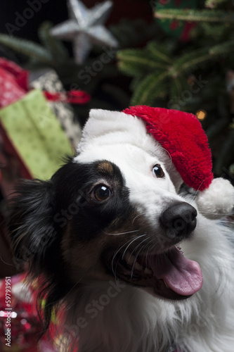 a cute Australian Shepherd in front of a christmas tree with a s