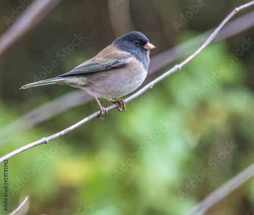 Dark eyed junco bird photo