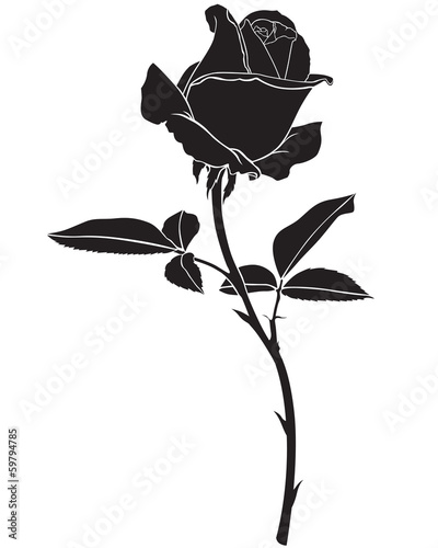 Silhouette rose flower