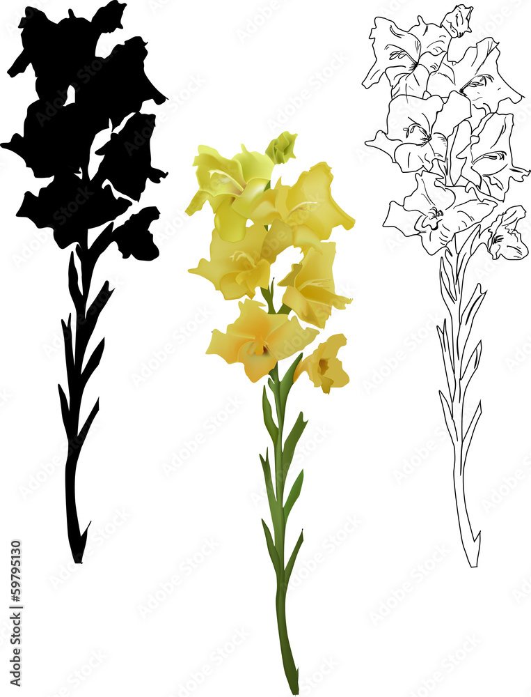 Fototapeta premium black and yellow gladiolus branches