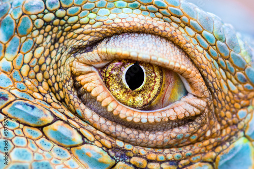 Eye of the dragon