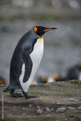Walking King Penguin - South Georgia  Antarctica