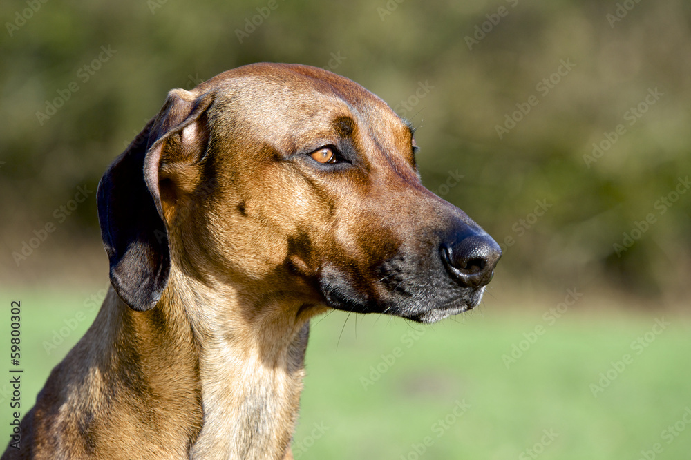 headshot rhodesian ridgeback dog headshot rhodesian ridgeback dog