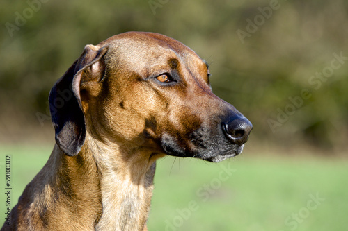 headshot rhodesian ridgeback dog
