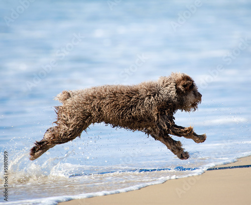 Perro de Aqua – spanischer Wasserhund photo