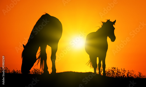 Horses silhouettes at orange sunset
