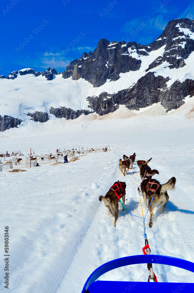 Husky dogs pulling sled, Mendenhall Glacier Juneau Alaska