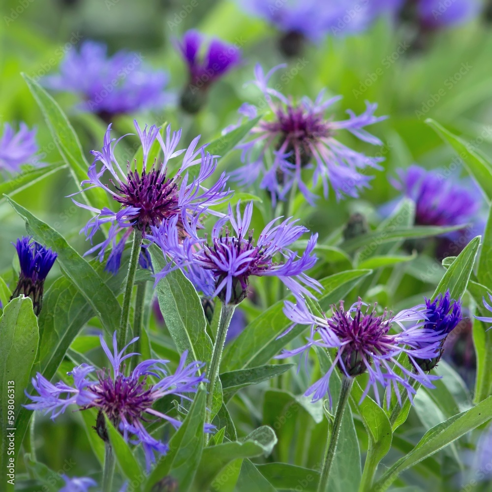Berg-Flockenblume / Mountain knapweed Berg-Flockenblume / Mountain knapweed