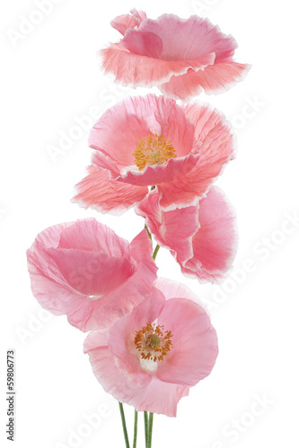 Fototapeta Naklejka Na Ścianę i Meble -  poppy