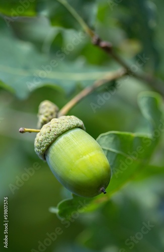 Eichel am Baum / acorn on a tree