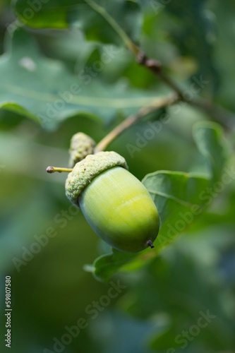 Eichel am Baum / acorn on a tree