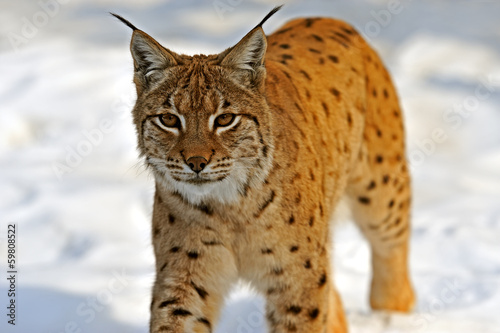 Lynx in their © kyslynskyy
