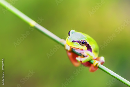 San Antonio Frog (Hyla arborea). European Tree Frog.