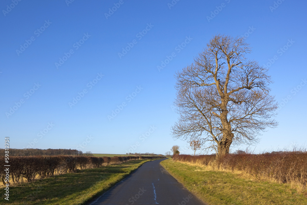 Fototapeta premium roadside ash tree