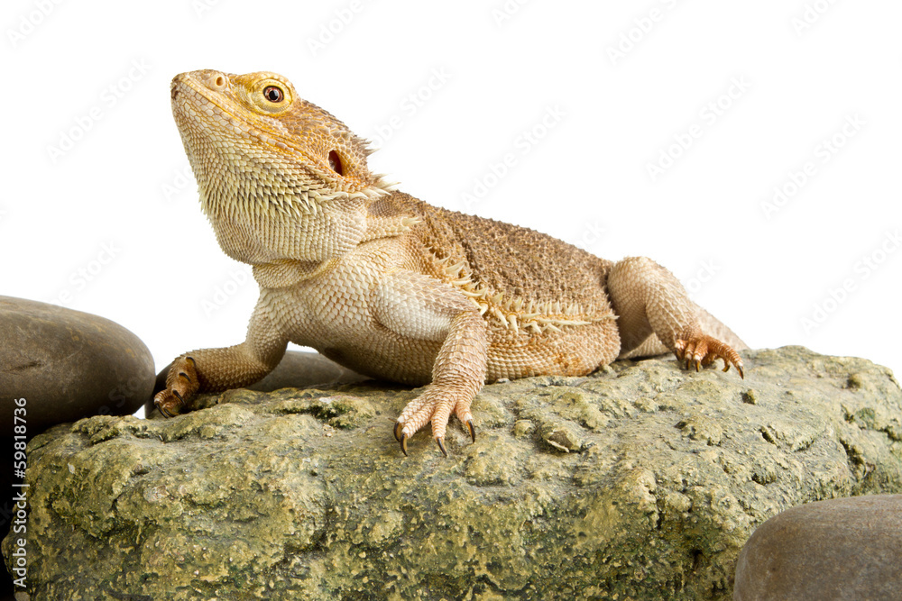 Obraz premium Bearded Dragon