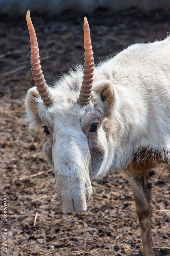 Close-up Male Saiga in Winter Coloration Close-up Male Saiga in Winter Coloration