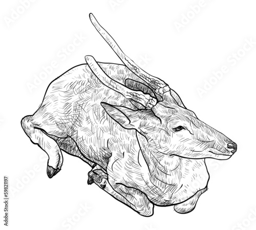 The crouching deer