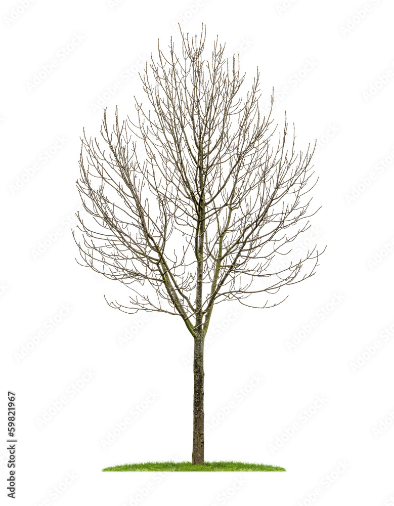Fototapeta premium freigestellter Laubbaum im Winter