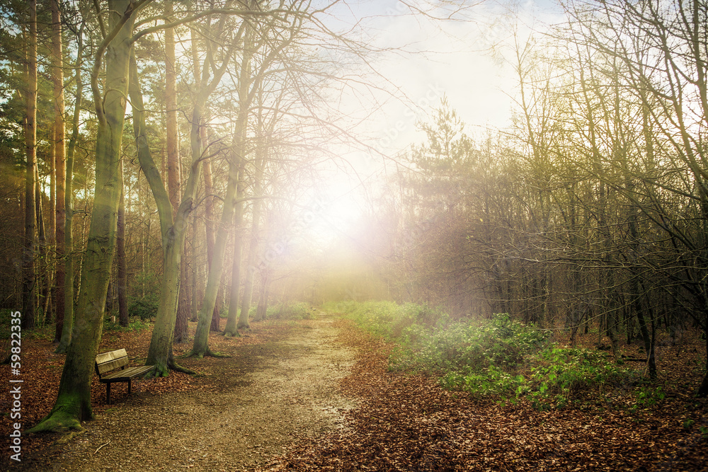 Fototapeta premium forest