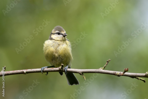 Young blue tit sitting on a branch