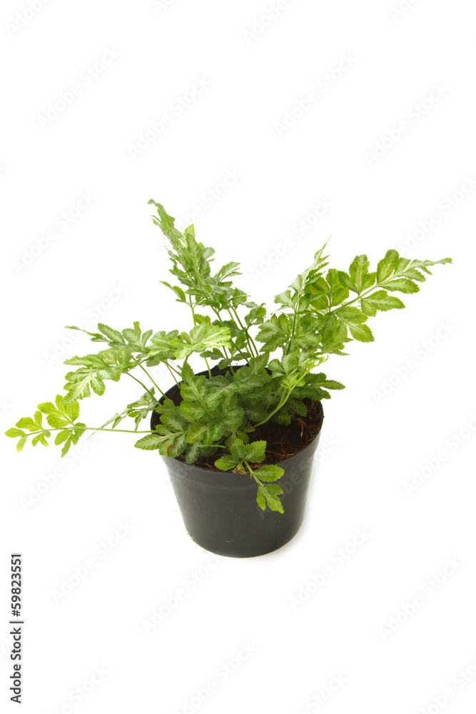 Fern (bracken) houseplant in pot , isolated