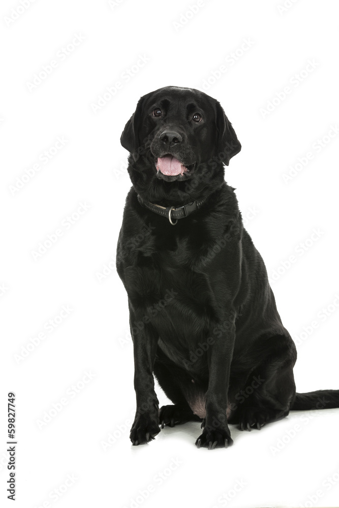 Labrador - dog