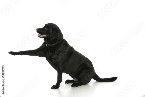 Fototapeta Naklejka Na Ścianę i Meble -  Labrador - dog