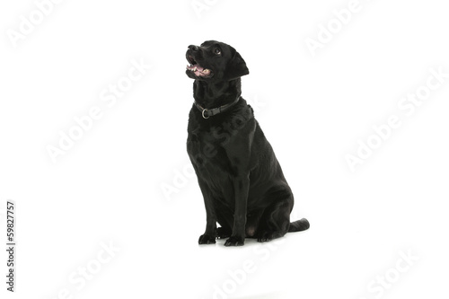 Labrador - dog