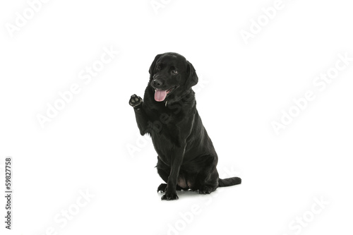 Labrador - dog