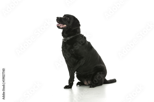 Labrador - dog
