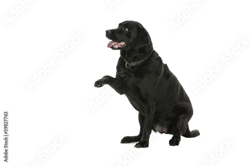 Fototapeta Naklejka Na Ścianę i Meble -  Labrador - dog