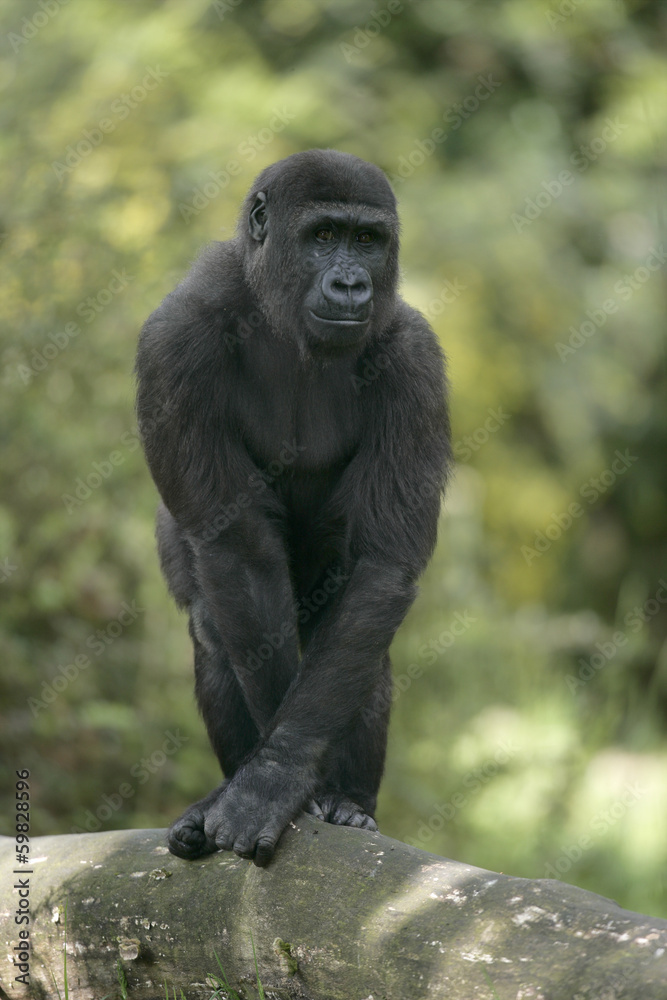 Naklejka premium Western lowland gorilla, Gorilla gorilla