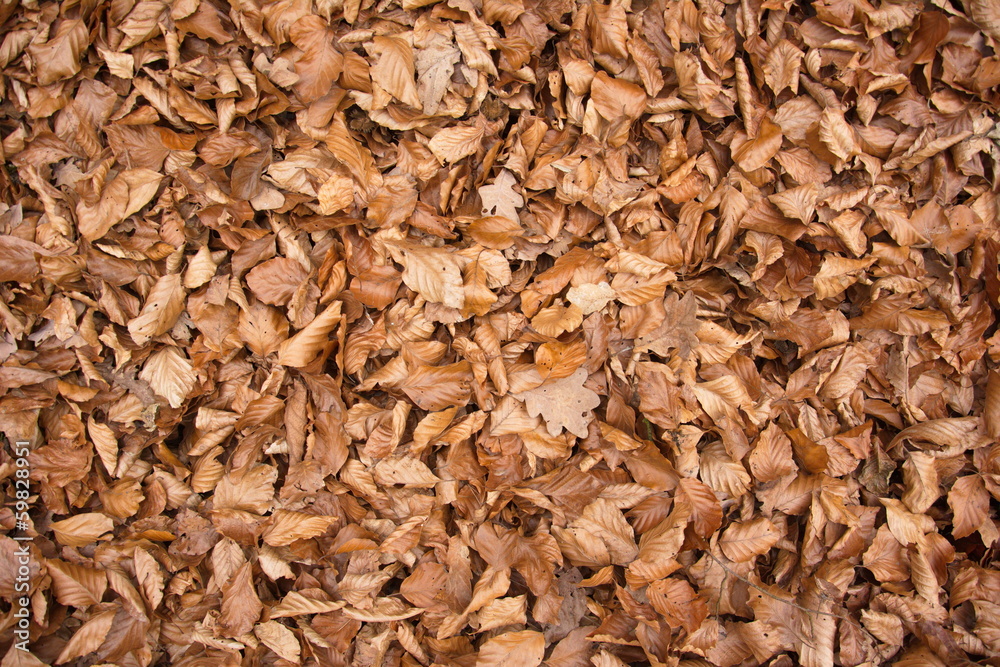 Herbstblätter braun Hintergrund Herbstblätter braun Hintergrund
