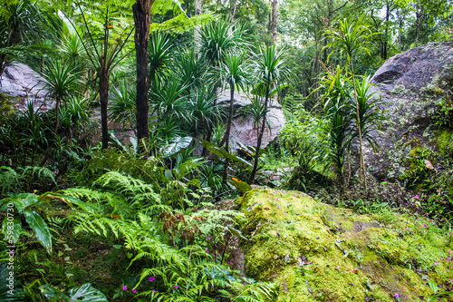 Garden near Siriphum waterfall in northern Thailand