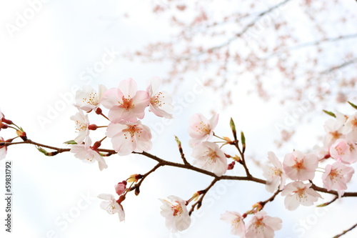 桜の花